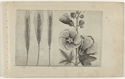 Rogge en stokroos Know the Lilies (serietitel) af Crispijn van de Passe (I) (attributed to)