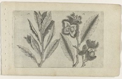 Salie en tamme kastanje Know the Lilies (serietitel) af Crispijn van de Passe (I) (attributed to)