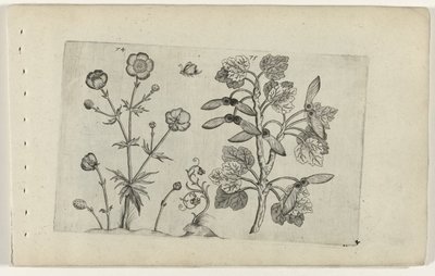 Skarp ranunkel og markahorn Cognoscite lilia (serietitel) af Crispijn van de Passe (I) (attributed to)