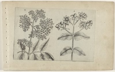Sering en mansbloed Know the Lilies (serietitel) af Crispijn van de Passe (I) (attributed to)