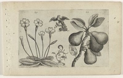 Sleutelbloem en peer Know the Lilies (serietitel) af Crispijn van de Passe (I) (attributed to)