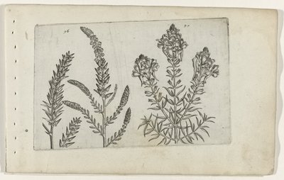 Tamarisk og vlasbekje Know the Lilies (serietitel) af Crispijn van de Passe (I) (attributed to)