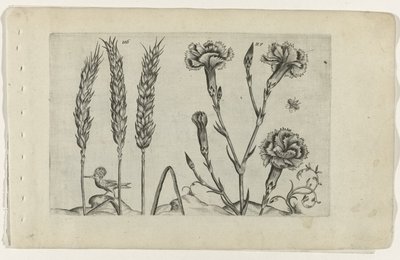 Tarwe en tuinanjer Know the Lilies (serietitel) af Crispijn van de Passe (I) (attributed to)