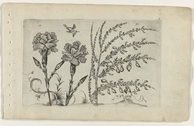 Tuinanjer en brem Know the Lilies (serietitel) af Crispijn van de Passe (I) (attributed to)