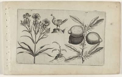 Tuinanjer en citroen Know the Lilies (serietitel) af Crispijn van de Passe (I) (attributed to)