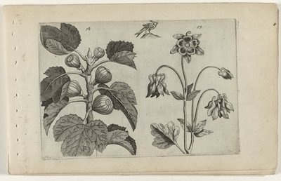 Figentræ og vild akeleje Cognoscite lilia (serietitel) af Crispijn van de Passe (I) (attributed to)