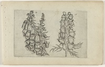 Rævehandske og blåt munketøj Cognoscite lilia (serietitel) af Crispijn van de Passe (I) (attributed to)