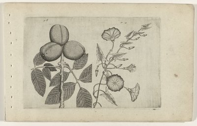 Walnootboom en akkerwinde Know the Lilies (serietitel) af Crispijn van de Passe (I) (attributed to)