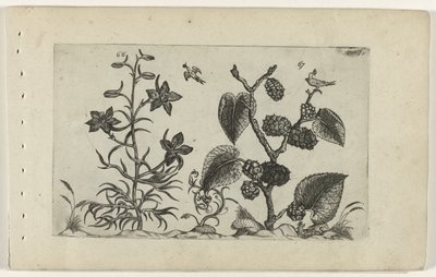 Vild delphinium og sort morbær Cognoscite lilia (serietitel) af Crispijn van de Passe (I) (attributed to)