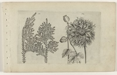 Syv træ og sovebold Cognoscite lilia (serietitel) af Crispijn van de Passe (I) (attributed to)