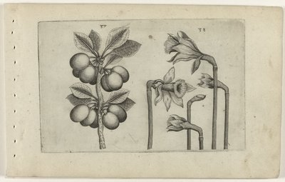 Zure kers en vilde påskeliljer Know the Lilies (serietitel) af Crispijn van de Passe (I) (attributed to)