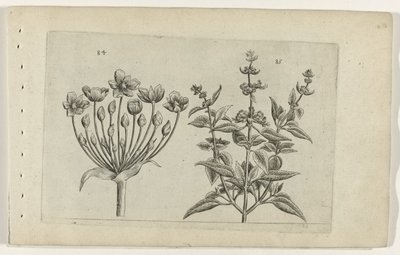 Svaneblomst og lilleblomstret salvie Cognoscite lilia (serietitel) af Crispijn van de Passe (I) (attributed to)