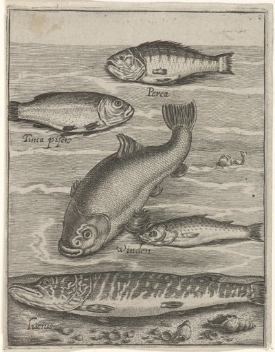 Studieblad met vijf vissen Fisk live-ikoner (serietitel) af Crispijn van de Passe (I)