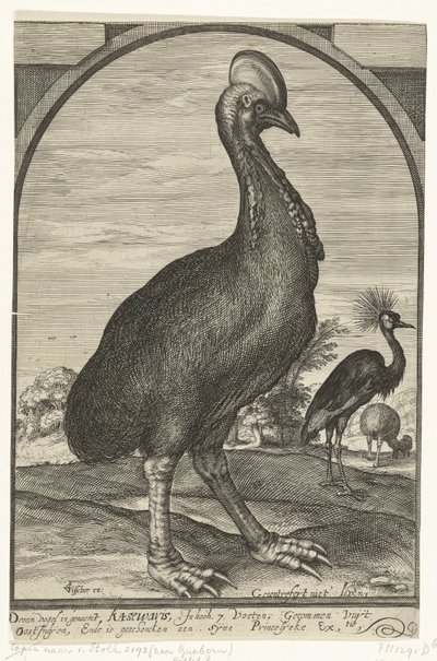 Kasuar, bragt af Willem Jacobsz. fra Ostindien og givet til Prins Maurits, 1614 af Crispijn van den Queborn (attributed to)