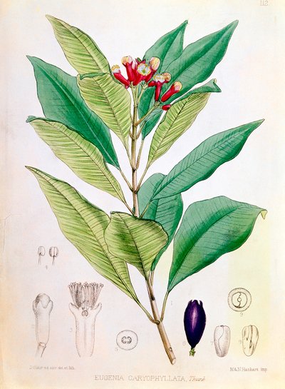 Nellike, blomsterknop af Syzygium aromaticum Eugenia carophyllata af D Blair