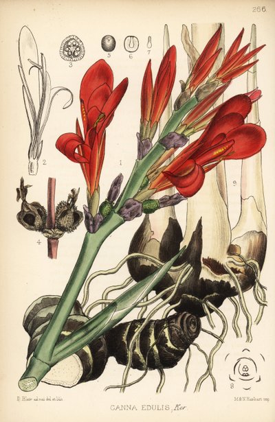 Indisk hagl, achira eller meeru, Canna indica (Canna edulis). Håndfarvet litografi af Hanhart efter en botanisk illustration af David Blair fra Robert Bentley og Henry Trimens Medicinal Plants, London af D. Blair
