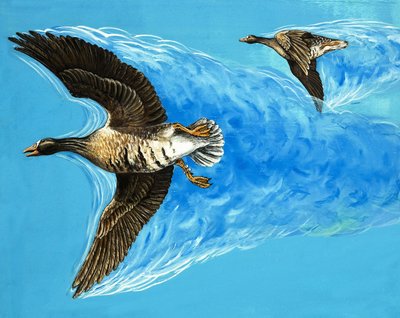 Turbulens forårsaget af fugle, der flyver af D. Makele.