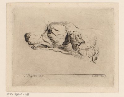 Hovedet af en hund af D. Merrem