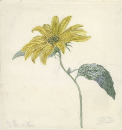 Solsikke af D. van Alphen
