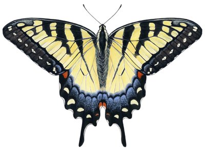 Sommerfuglen Tiger Swallowtail (gouache) af Damstra Emily