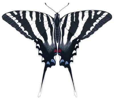 Sommerfuglen Zebra Swallowtail (gouache) af Damstra Emily