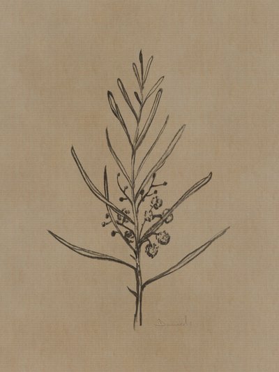 Blackwood-træ af Dan Hobday