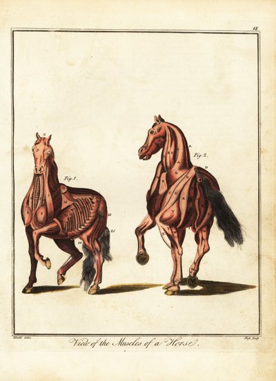 Muskulatur af en hest. 1792 (gravering) af Daniel (after) Dodd