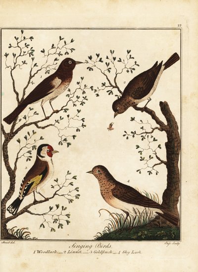 Sangfugle: skovlærke, linnet, guldfinke, himmellærke. 1792 (gravering) af Daniel (after) Dodd