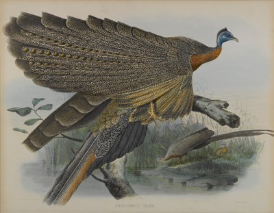 Argusianus Grayii (farve litho) af Daniel Giraud and Gould John Elliott