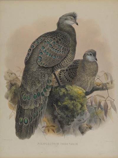 Polyplectron Tibetanum (farvelitografi) af Daniel Giraud and Gould John Elliott