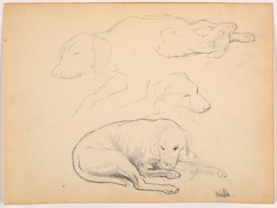 Tegning, Milo (en pointer), flere studier, ca. 1862 af Daniel Huntington