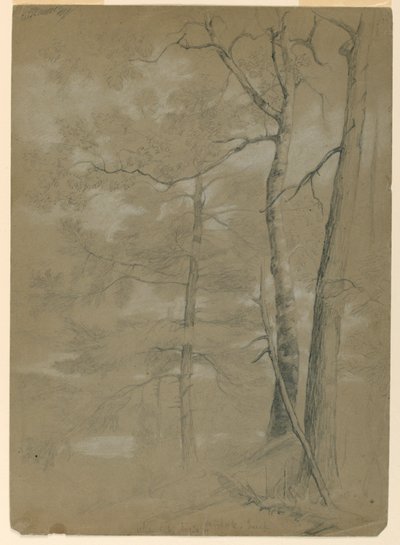 Undersøgelse af Hemlock and Beech, White Lake af Daniel Huntington