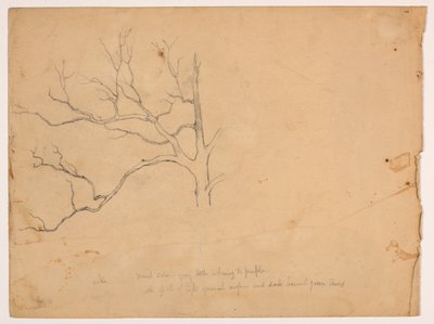 Studie af et dødt egetræ af Daniel Huntington