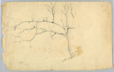 Studie af et bladløst træ af Daniel Huntington