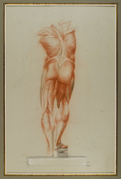 Écorché (Figure Study of Musculature), ca. 1848 (kridt og grafit på papir) af Daniel Huntington