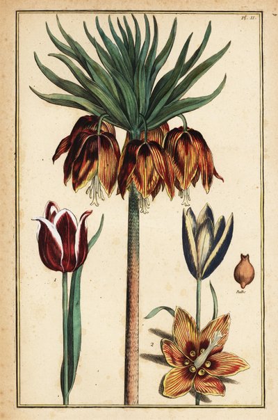 Crown Imperial Lily, Fritillaria imperialis og tulipaner, Tulipa gesneriana af Daniel Rabel