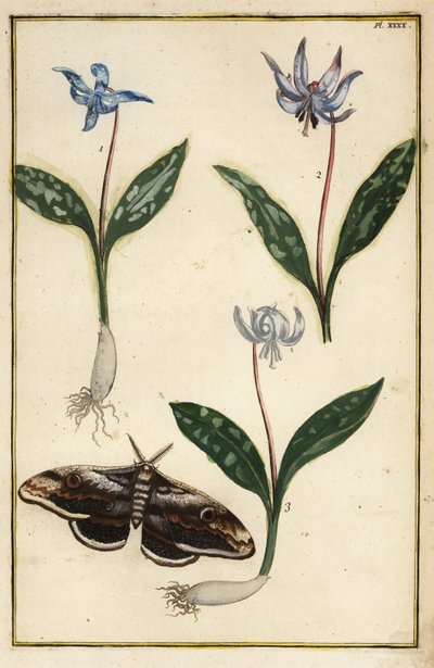 Hundetand-violet eller hundetandsviolet, Erythronium dens-canis og møl af Daniel Rabel