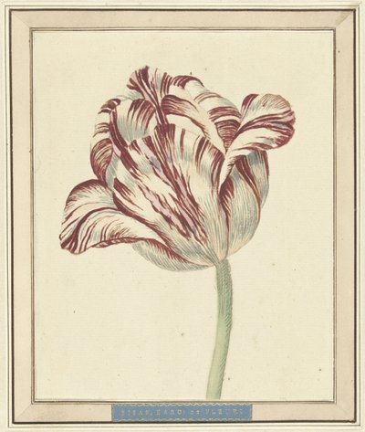 Tulipan, ved navn Bisar, kardinal de Fleuri af Daniël Marot (II)