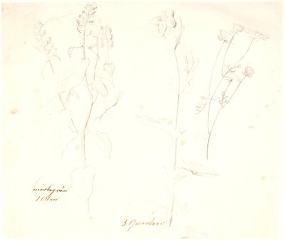 Plantestudier af Dankvart Dreyer