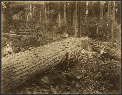 [Logging/ Timber Scene] af Darius Kinsey