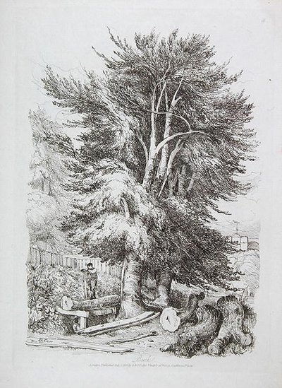 Bøg nr. 18, illustration fra Progressive Lessons on Landscape for Young Beginners, 1816 (blød jordætsning) af David Cox