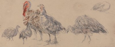 Undersøgelse af Tyrkierne af David Cox