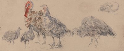 Undersøgelse af kalkuner af David Cox