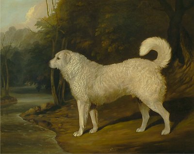 Portræt af en hund, Ross af David Dalby of York