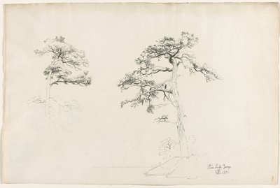 Pine, Lake George, 1871. af David Johnson