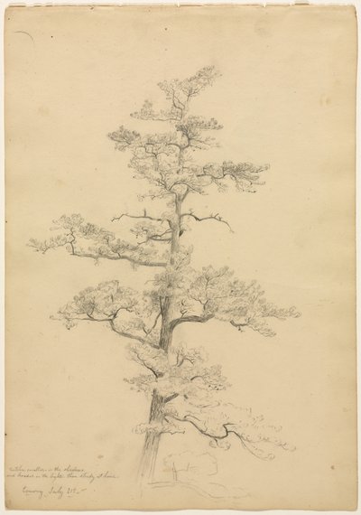 Pine Tree, Conway, New Hampshire recto, Landscape and Tree Studies verso, ca. 1851. af David Johnson