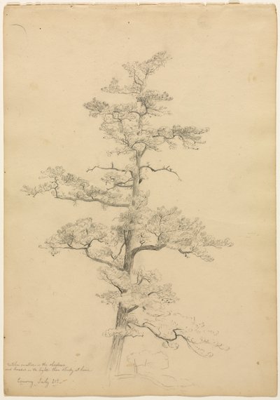 Pine Tree, Conway, New Hampshire recto, ca. 1851. af David Johnson