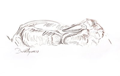 Brun hare liggende, 2012 (kontepastel på papir) af David Mayer