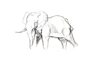 Bull Elephant, 2021 (farveblyant på papir) af David Mayer