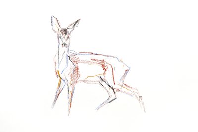 Roe Deer Young, 2021 (farveblyant på papir) af David Mayer